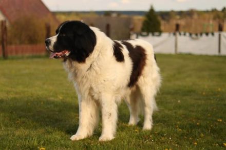 CHS Bílský lev akzeptiert Reservierungen für Landseer