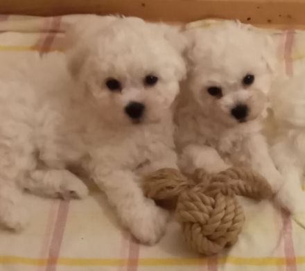Bichon frise Welpen reinrassig