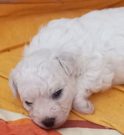 Bichon frise Welpen reinrassig