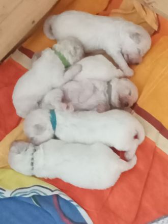 Bichon frise Welpen reinrassig