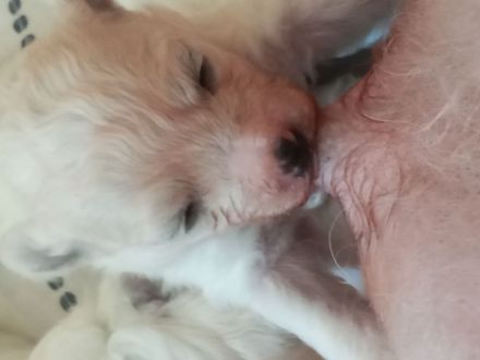 Bichon frise Welpen reinrassig