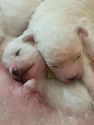 Bichon frise Welpen reinrassig