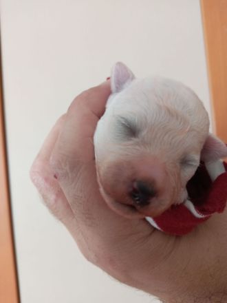 Bichon frise Welpen reinrassig