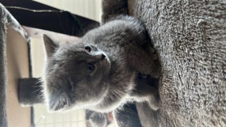 Unsere Milou Hauskatze (BKH Bluepoint) hat wunderschöne