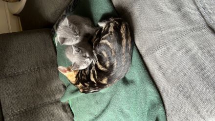 Unsere Milou Hauskatze (BKH Bluepoint) hat wunderschöne