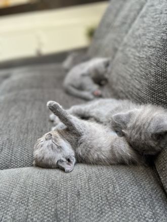 Unsere Milou Hauskatze (BKH Bluepoint) hat wunderschöne