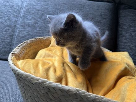Unsere Milou Hauskatze (BKH Bluepoint) hat wunderschöne