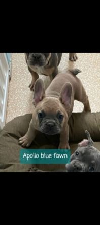 Am 22.07 hat unsere Amy, 7 tolle gesunde Babys bekommen