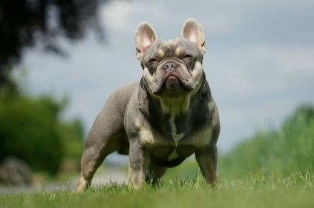 Am 22.07 hat unsere Amy, 7 tolle gesunde Babys bekommen