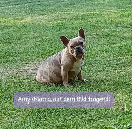 Am 22.07 hat unsere Amy, 7 tolle gesunde Babys bekommen