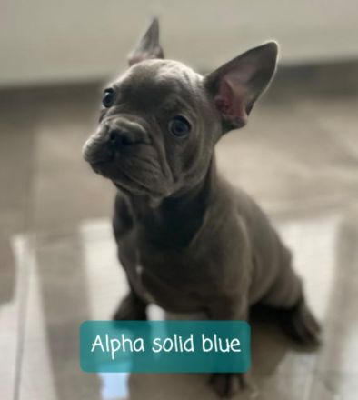 Am 22.07 hat unsere Amy, 7 tolle gesunde Babys bekommen