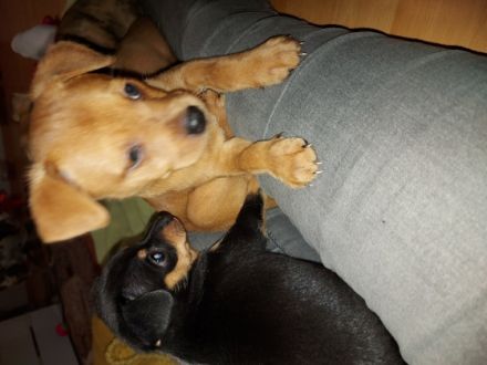 Am 27.08.2022 hat unsere Chihuahuahundin 4 gesunde