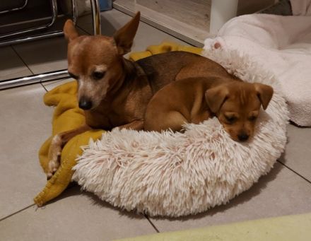 Am 27.08.2022 hat unsere Chihuahuahundin 4 gesunde