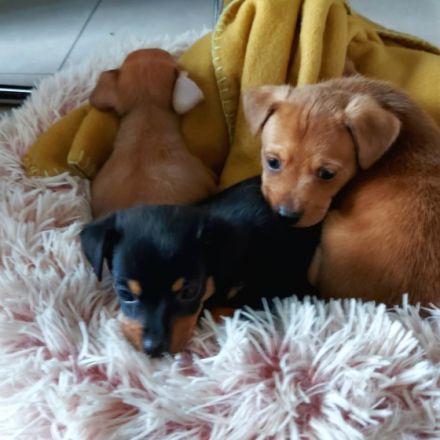 Am 27.08.2022 hat unsere Chihuahuahundin 4 gesunde