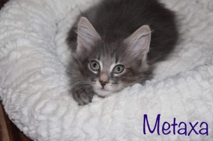 Unser Wurf reinrassiger Norwegischer Waldkatzen