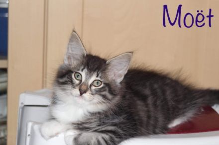 Unser Wurf reinrassiger Norwegischer Waldkatzen