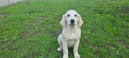 Hallo, unsere Golden Retriever Hündin hat am 09.07.2022