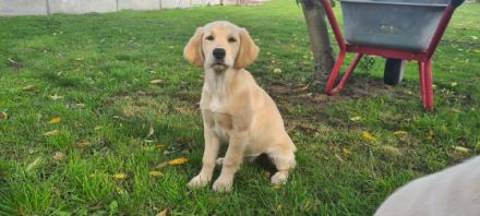 Hallo, unsere Golden Retriever Hündin hat am 09.07.2022