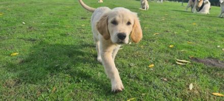 Hallo, unsere Golden Retriever Hündin hat am 09.07.2022