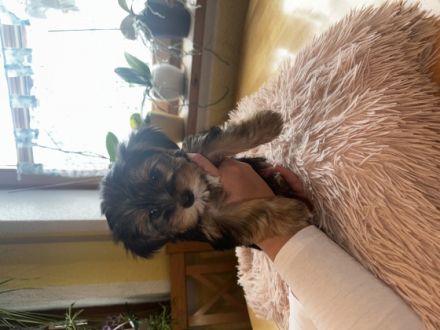 Verkaufe hier 6 wunderschöne kleine Yorkshire Terrier