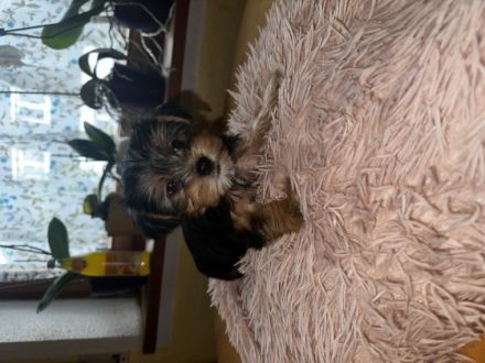 Verkaufe hier 6 wunderschöne kleine Yorkshire Terrier