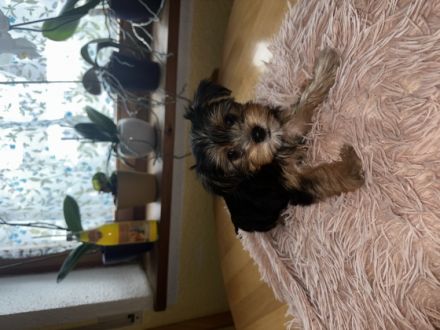 Verkaufe hier 6 wunderschöne kleine Yorkshire Terrier