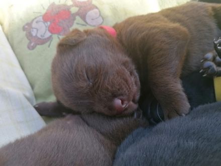 Unsere wunderschöne und liebenswerte Labernese Hündin