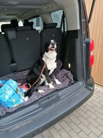 Unsere wunderschöne und liebenswerte Labernese Hündin