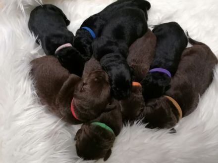 Unsere wunderschöne und liebenswerte Labernese Hündin