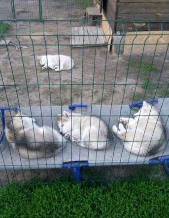 Liebe Tierfreunde, Wir haben schöne REINRASSIGE Alaska