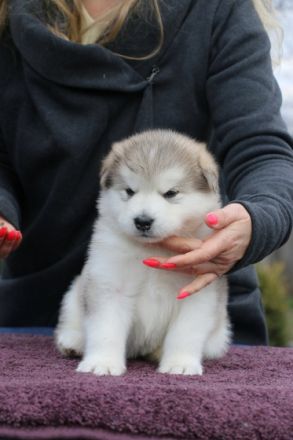 Liebe Tierfreunde, Wir haben schöne REINRASSIGE Alaska