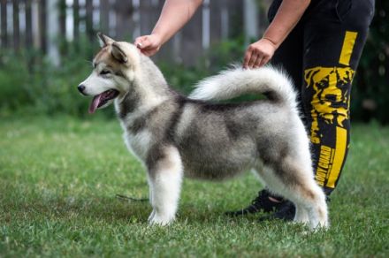 Liebe Tierfreunde, Wir haben schöne REINRASSIGE Alaska