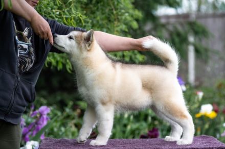 Liebe Tierfreunde, Wir haben schöne REINRASSIGE Alaska