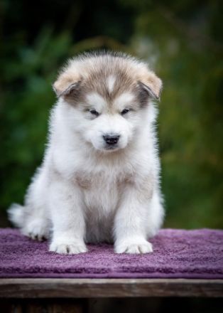 Liebe Tierfreunde, Wir haben schöne REINRASSIGE Alaska