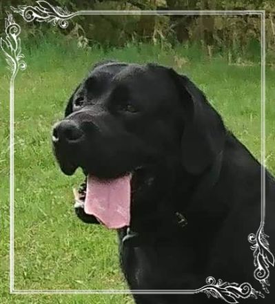 Deckrüde Labrador