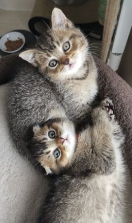 Unsere wunderschöne BKH-Dame, hat am 03.08.2022 ihre