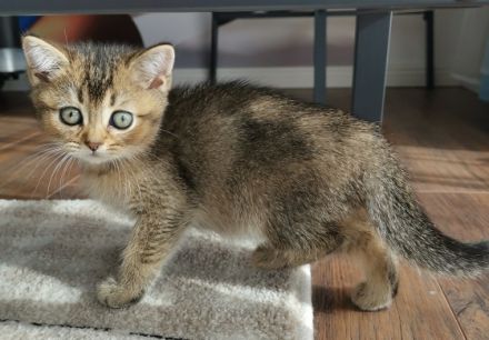 Unsere wunderschöne BKH-Dame, hat am 03.08.2022 ihre