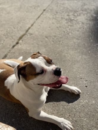 Bärbel, Geben unsere Liebe 8 Monate alte Hündin ab