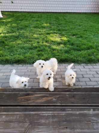 Meine Hündin Lola hat 5 gesunde Malteser Weibchen zur