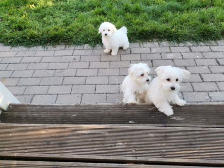 Meine Hündin Lola hat 5 gesunde Malteser Weibchen zur