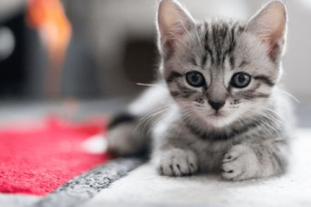 Moinsen, diese kleinen Wunderkrümel sind am 08.08.22