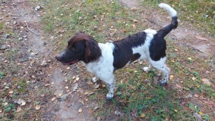 Leo urodził się 25.03.2022 roku. Jest psem dobrze