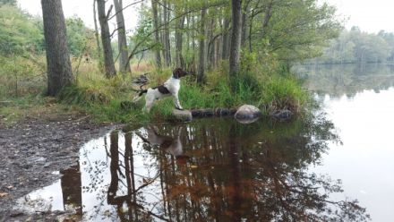 Leo urodził się 25.03.2022 roku. Jest psem dobrze
