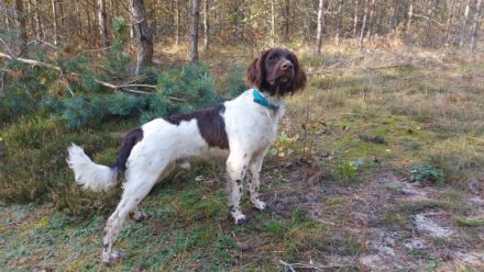 Leo urodził się 25.03.2022 roku. Jest psem dobrze