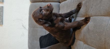 Hallo liebe Labrador Freunde Meine Hündin Bella hat am