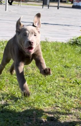 Hallo liebe Labrador Freunde Meine Hündin Bella hat am