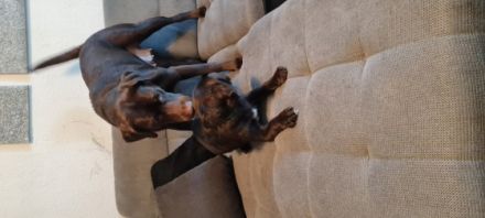 Hallo liebe Labrador Freunde Meine Hündin Bella hat am