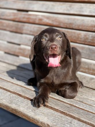 Hallo liebe Labrador Freunde Meine Hündin Bella hat am