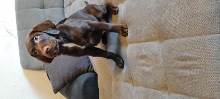 Hallo liebe Labrador Freunde Meine Hündin Bella hat am