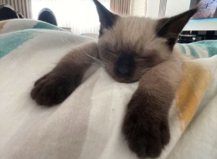 Unsere Maxim sucht ein neues liebevolles Zuhause und